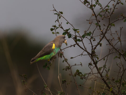 Meyers or brown parrot (Poicephalus meyeri)feeding on what is probably white Raisin (Grewia tenax)