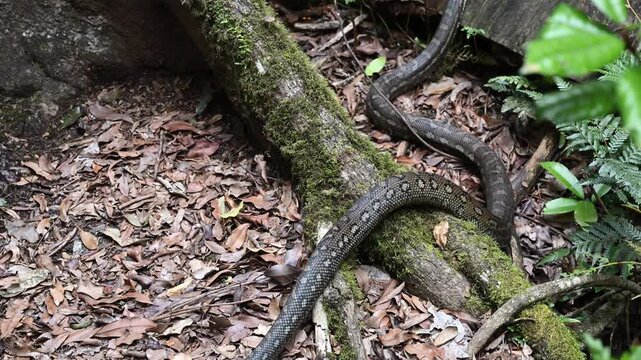 Carpet python Morelia spilota, also Diamond Python, resting in leaf litter of Binna Burra rainforest, Queensland, Australia. Camouflaged reptile in lush subtropical forest, wildlife and nature scene.