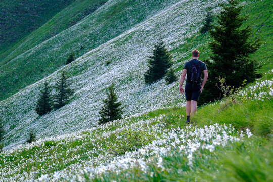 View of a man with a backpack hiking through a steep hillside covered in blooming white narcissus flowers and scattered evergreen trees in Slovenia.