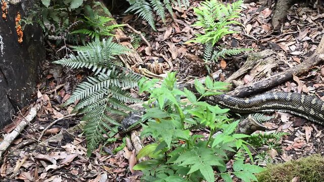 Carpet python Morelia spilota, also Diamond Python, resting in leaf litter of Binna Burra rainforest, Queensland, Australia. Camouflaged reptile in lush subtropical forest, wildlife and nature scene.