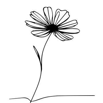 Minimalist black and white outline drawing of a daisy flower on a thin stem.
