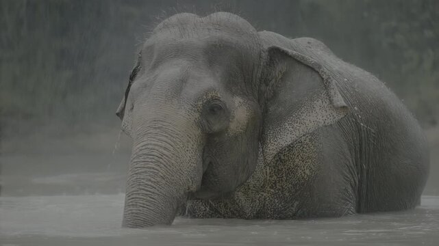 Male asian elephant bathing in water, wildlife scene outdoors
