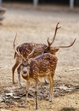 Pair of spotted axis deer bucks alert and observing their surroundings in an open forest clearing