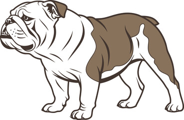 Fototapeta premium British Bulldog Full Body Animal Illustration. Bulldog Dog Breed Closeup Pet Design. British Bulldog Puppy Cute Animal Scene. Bulldog Dog Side View Realistic Illustration. British Bulldog Domestic Pet
