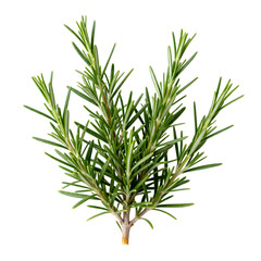Fototapeta premium [Transparent Background PNG]Fresh Rosemary Herb Sprigs on White Background