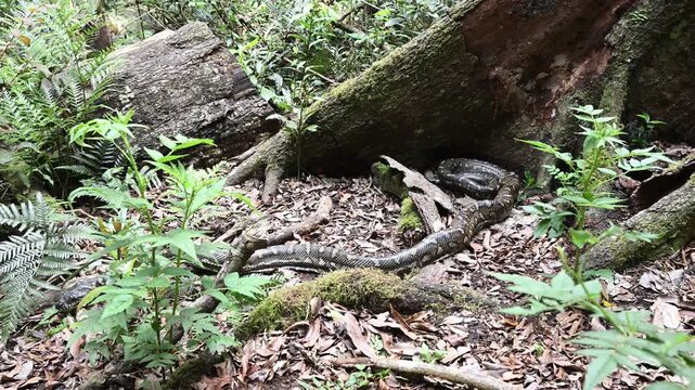Carpet python Morelia spilota, also Diamond Python, resting in leaf litter of Binna Burra rainforest, Queensland, Australia. Camouflaged reptile in lush subtropical forest, wildlife and nature scene.
