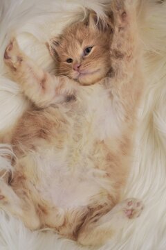 Cute and adorable behavior and pose of a 2 months old golden tabby kitten 
