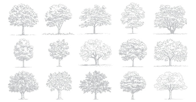 Deciduous Trees, Black and White Line Art Set with Textured Foliage and Visible Roots, Botanical Illustration for Landscape Design and Architectural Drawings