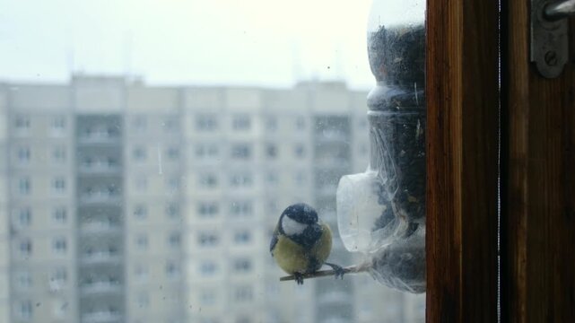 Small yellow and black great tit landing on homemade plastic bottle feeder attached to window, picking up sunflower seed, and flying away on cold, snowy winter day. 