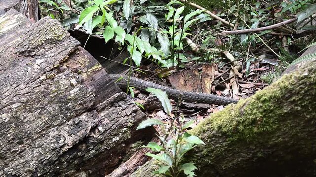 Carpet python Morelia spilota, also Diamond Python, resting in leaf litter of Binna Burra rainforest, Queensland, Australia. Camouflaged reptile in lush subtropical forest, wildlife and nature scene.