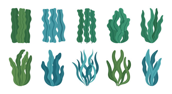 Collection of diverse green and blue seaweed and kelp illustrations, isolated on white background