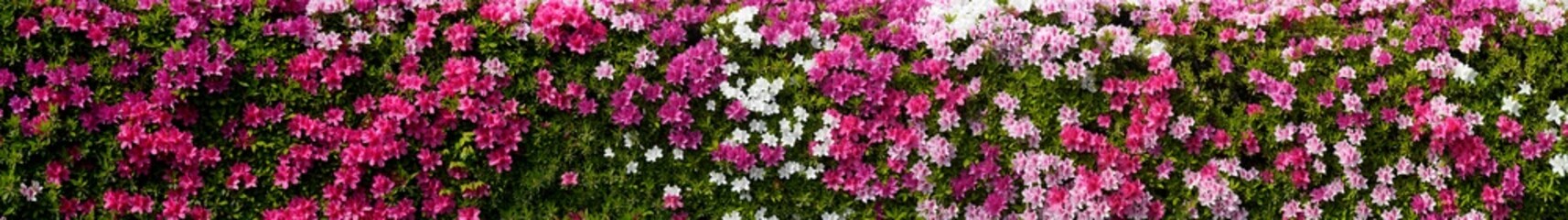 Obraz premium Tokyo, Japan - April 25, 2026: Live fence of Colorful azalea flowers 