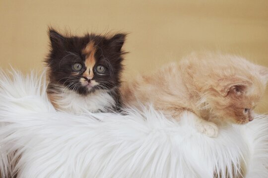 Cute and adorable behavior and interaction of a 2 months old kittens sibling