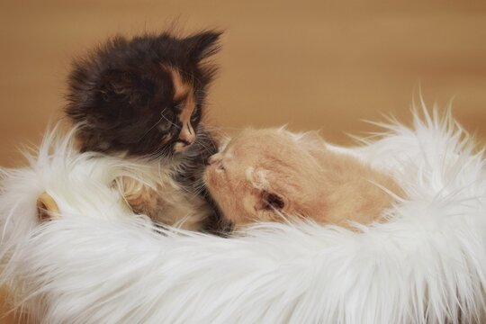 Cute and adorable behavior and interaction of a 2 months old sibling kittens
