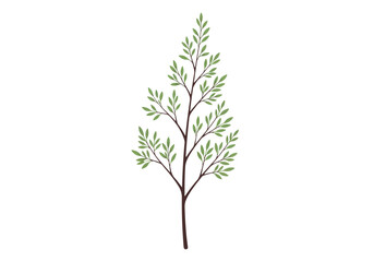 Fototapeta premium Delicate Branch with Small Green Leaves on White Background.
