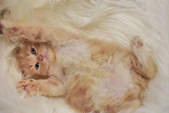 Adorable behavior and pose of a 2 months old golden tabby kitten in bed
