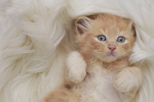 Adorable behavior and pose of a 2 months old golden tabby kitten 