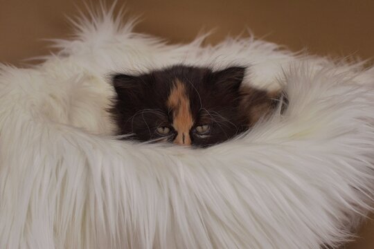Black, orange and white persian kitten peeking behind the furry rug