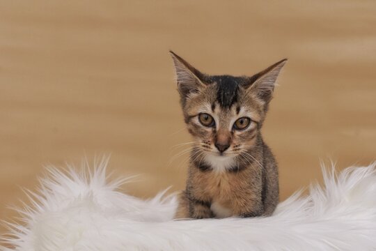Cute brown ash gray tabby shorthair kitten on furry bed