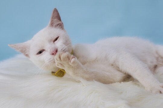 Adorable all white cat with heterochromatic eyes being cozy on a furry carpet 
