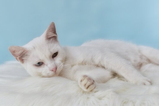 Adorable all white cat with heterochromatic eyes being cozy on a furry carpet 