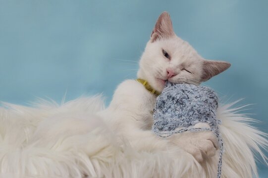Adorable all white cat with heterochromatic eyes playing with blue yarn and being cozy on a furry carpet 