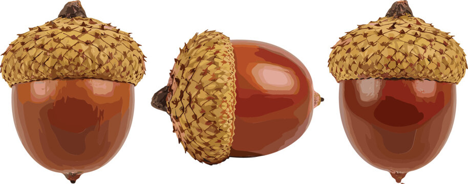 Set of realistic acorns vector illustration featuring detailed oak tree nuts with textured caps isolated for autumn nature forest and botanical design