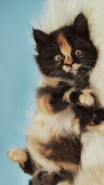 Cute and adorable behavior and pose of a 2 months old kitten 