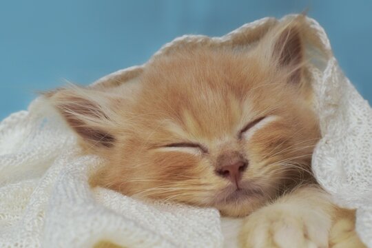Cute golden tabby 2 months old kitten sleeping under the veil in close-up