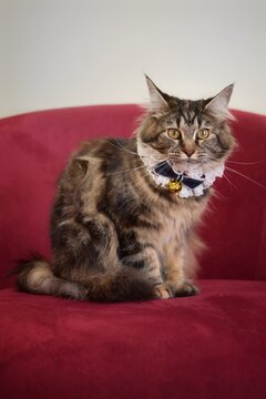 Portrait of a mainecoon cat on a red sofa wearing cute collar