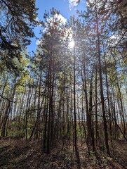 Fototapeta premium forest in autumn