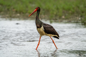 Obraz premium Black stork