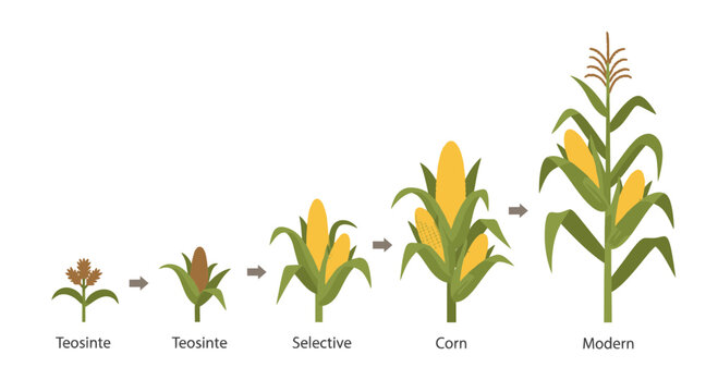 Corn Evolution Illustration: Teosinte to Modern Corn Plants