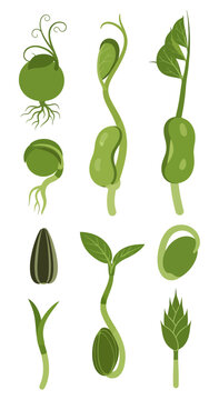 Plant Growth Stages: Seed Germination to Sprout, Diverse Seeds and Seedlings Collection