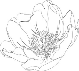 Continuous One Line Drawing of Herbaceous Peony Flower eps10 © veekicl