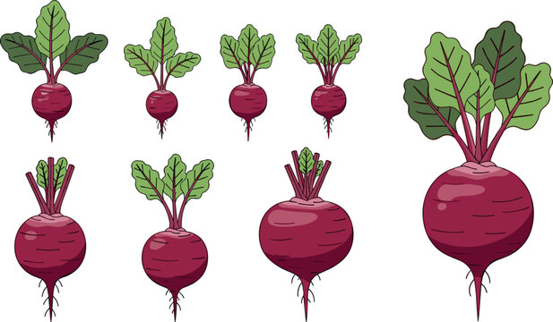 Beetroot vegetable vector set featuring fresh red beets with green leaves isolated on light background for organic food and farming design