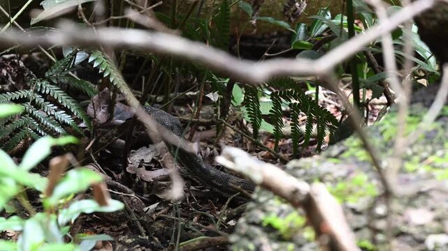 Carpet python Morelia spilota, also Diamond Python, resting in leaf litter of Binna Burra rainforest, Queensland, Australia. Camouflaged reptile in lush subtropical forest, wildlife and nature scene.