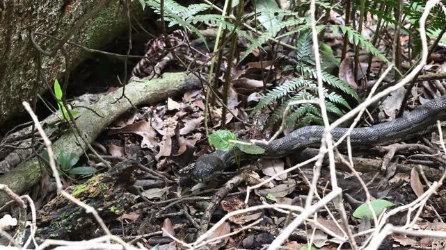 Carpet python Morelia spilota, also Diamond Python, resting in leaf litter of Binna Burra rainforest, Queensland, Australia. Camouflaged reptile in lush subtropical forest, wildlife and nature scene.