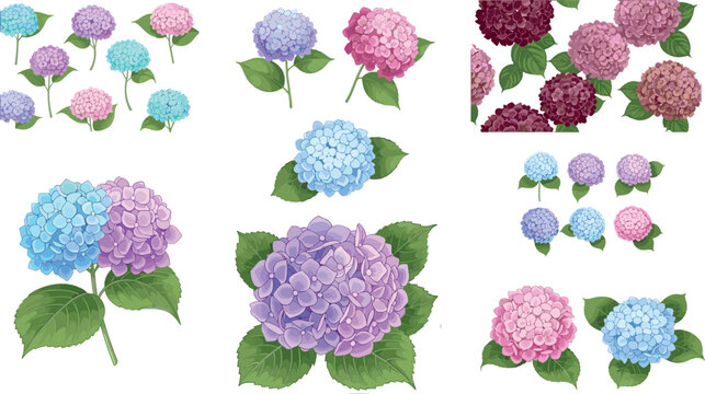 Hydrangea flower vector set featuring colorful blooming clusters with green leaves isolated on light background for floral and botanical design