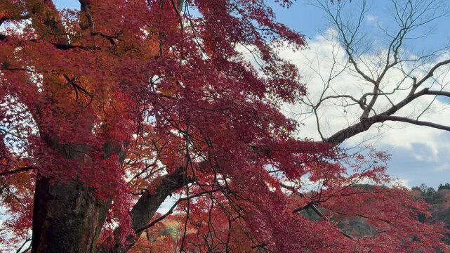 Autumn leaves of red color maple tree, fall season change