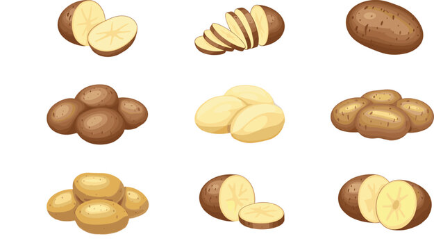 Potato vector collection featuring whole and sliced fresh potatoes in different styles isolated on light background for food design