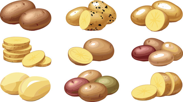 Potato vector set featuring whole sliced and different varieties of fresh potatoes isolated on light background for food and agriculture design