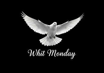 White dove flying with outstretched wings on black background with whit monday text