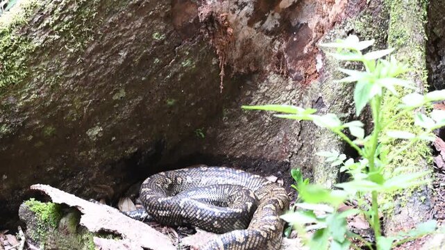 Carpet python Morelia spilota, also Diamond Python, resting in leaf litter of Binna Burra rainforest, Queensland, Australia. Camouflaged reptile in lush subtropical forest, wildlife and nature scene.