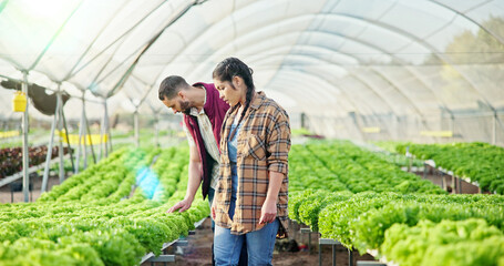Naklejka premium Agriculture, plants or team in greenhouse with check, maintenance or stock control in sustainable business. Collaboration, man or woman with leaves, quality review or inspection in organic production