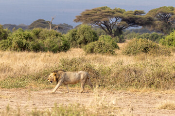 Obraz premium African lion walking in Amboseli National Park in Kenya Africa KEN