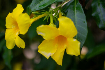 Fototapeta premium Vibrant yellow Allamanda cathartica flowers, or golden trumpet, bloom beautifully amidst lush green foliage in a garden setting