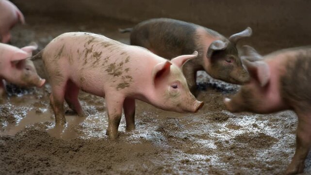 A group of pink and brown pigs standing in muddy water on a farm, illustrating livestock and agriculture