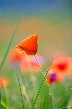 View of a vibrant red poppy flower blooming in a green field with a soft bokeh background in Castelluccio, Umbria, Italy.