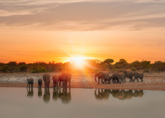 A group of elephant families go to the water's edge for a drink at sunset - African elephants standing near lake in Etosha National Park, Namibia © muratart